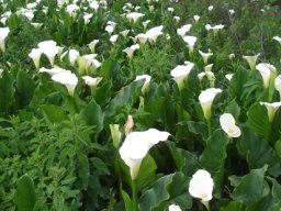 Zantedeschia